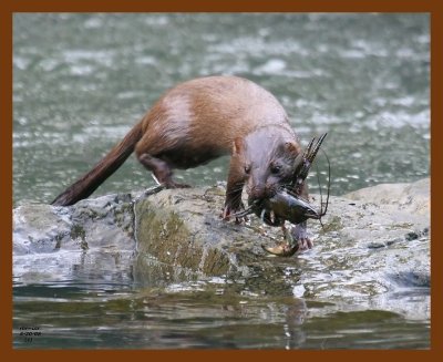 mink 5-30-08 4d995b.JPG