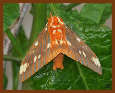 regal moth 5-28-08 4d540b.JPG