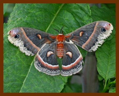 moth-(cecropia) 5-31-08 4d183b.JPG