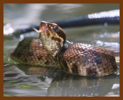 cottonmouth 5-29-08 4d933cb.JPG