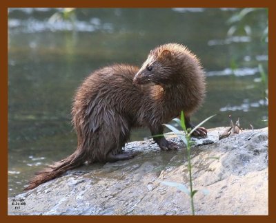 mink 5-31-08 4d217b.JPG