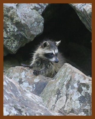 raccoon-young 6-3-08 4d835b.JPG