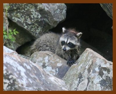 raccoon-young 6-3-08 4d832b.JPG