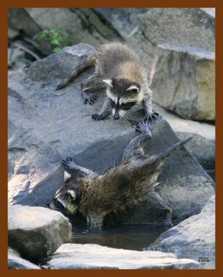 raccoon-young 6-3-08 4d807b.JPG