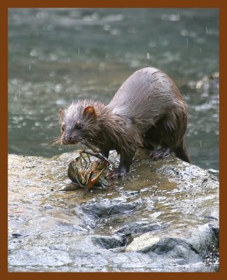 mink 6-1-08 4d312b.JPG