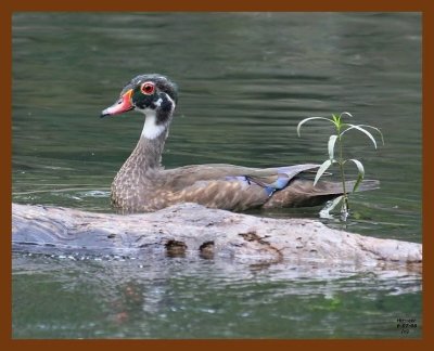 wood-duck 6-7-08 4d207b.JPG