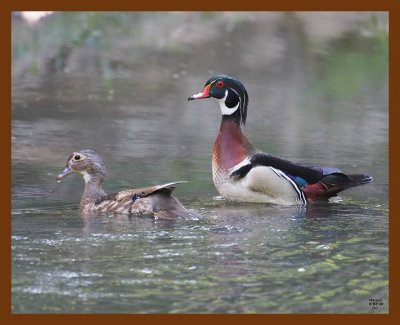 wood-ducks 6-2-08 4d648b.JPG