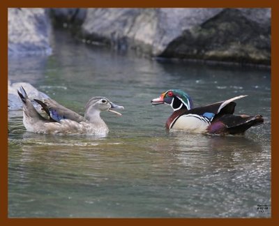 wood-ducks 6-2-08 4d619b.JPG