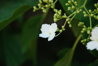 DSC_0245.JPG