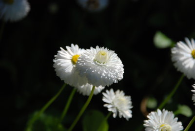DSC_0250.JPG