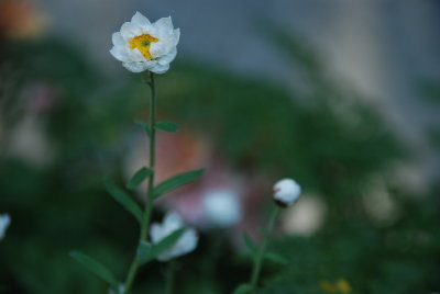 DSC_0253.JPG