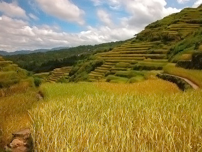 Malegcong-Rice-Terraces-4.jpg