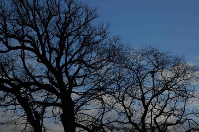 sky trees (2).jpg