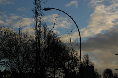 sky trees (3).jpg