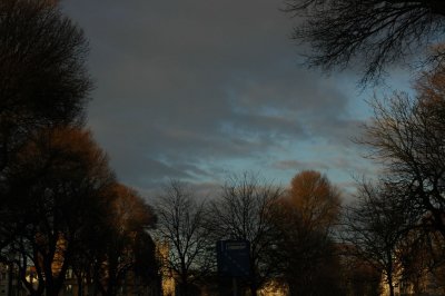 sky trees (4).jpg