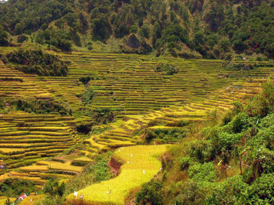 Malegcong-Rice-Terraces.jpg