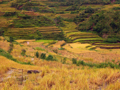 Malegcong-Rice-Terraces-8.jpg