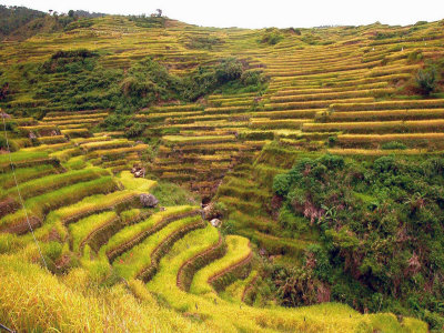 Malegcong-Rice-Terraces-13.jpg