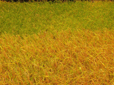 Malegcong-Rice-Terraces-14.jpg