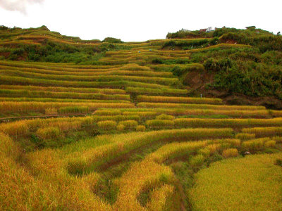 Malegcong-Rice-Terraces-22.jpg