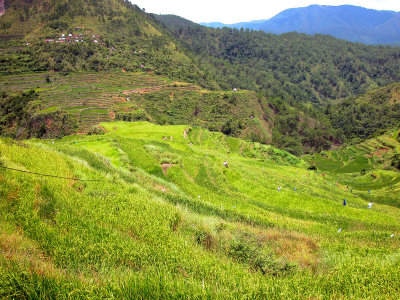 Malegcong-Rice-Terraces-28.jpg
