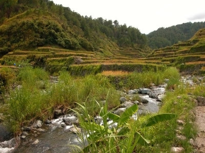 Barlig: Rice Harvest