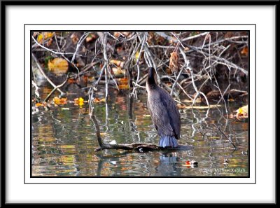 _MG_0796crop.jpg