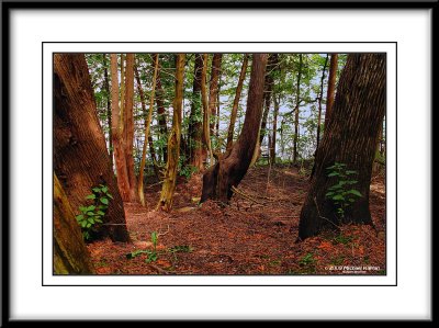 _MG_4420 HDR4.jpg