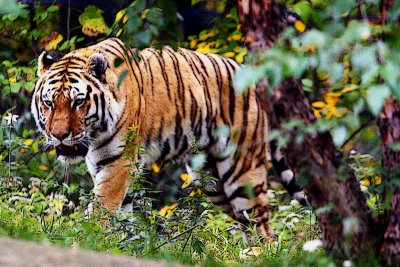 NOW GO SEE THE BIG CATS