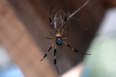Big Ole Spider