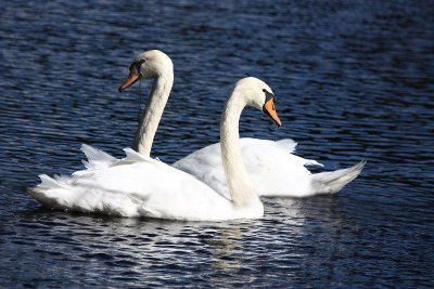 Swan Duet