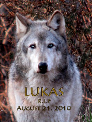 Lukas RIP<br>A Powerful Spirit
