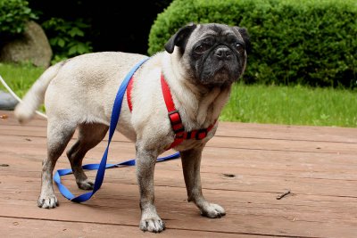 Lily the Pug(aka Hae Yoo)Arrived on 6/5/08