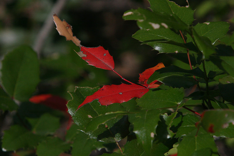 Oregon Grape