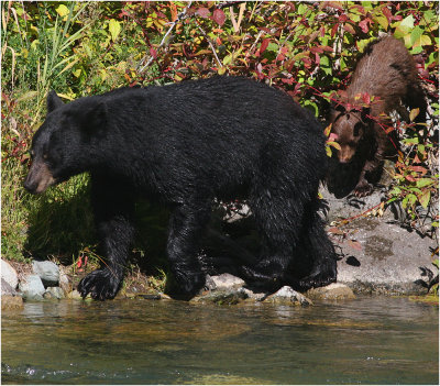 Black Bear Sow w Cub
