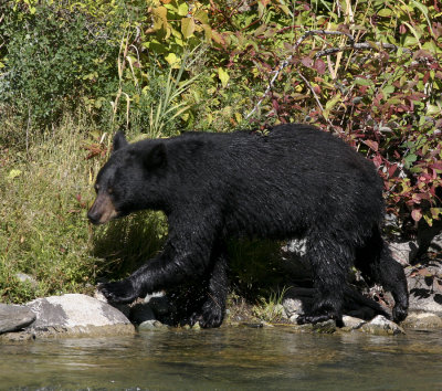 Black Bear
