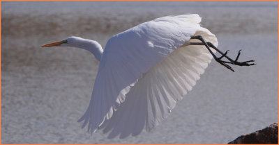Birds - Sandhill Cranes & Egrets