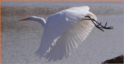 Great Egret