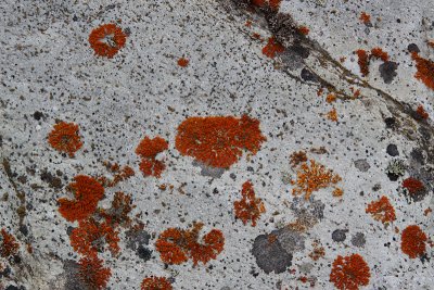 Rock Lichen