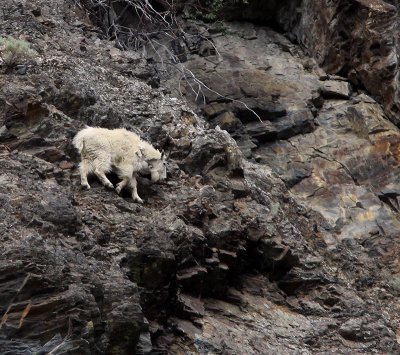 Lillooet Mountain Goat