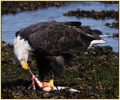 Bald Eagle eating prey
