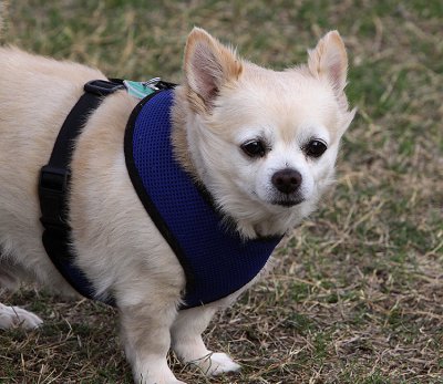 Pepe - Chihuahua rescue dog - story below photo ...
