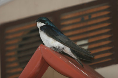 Tree Swallow