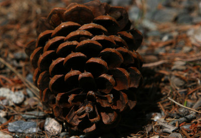Pine Cone close-up