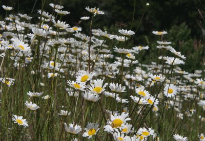 Field of Wild Daisies