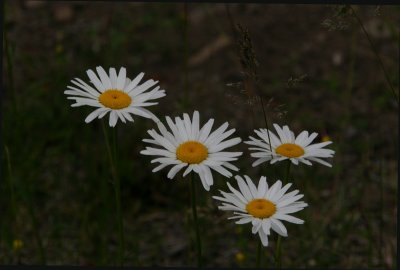 Wild Daisies