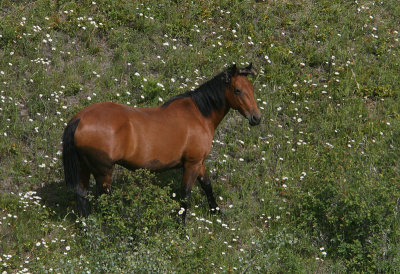 Free Range Horses