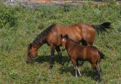 Free Range Horses