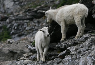 Mountain Goats - kids
