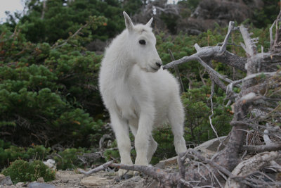 Mountain Goat - kid